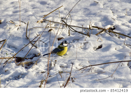 The titmouse bird searches for food on the ground covered with snow. The titmouse bird searches for food on the ground covered with snow. 85412419