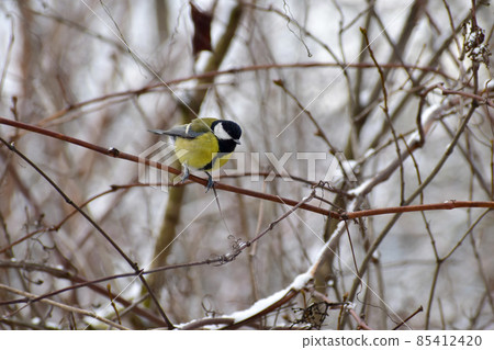 A titmouse sits on a tree branch and examines something on the ground. A titmouse sits on a tree branch and examines something on the ground. 85412420