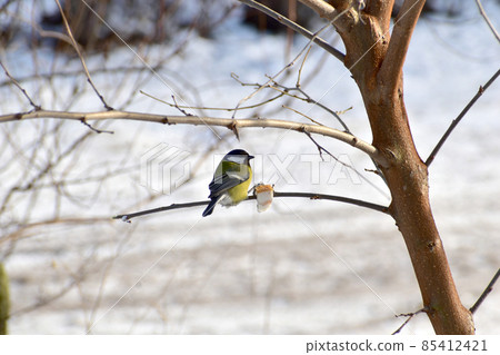 The bird tit sits on a tree branch. 85412421