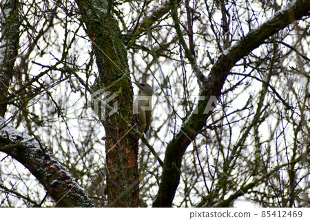 A great gray woodpecker searches for larvae in a tree trunk. A great gray woodpecker searches for larvae in a tree trunk. 85412469