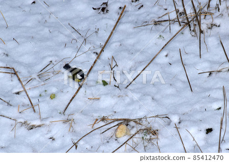 The bird tit sits on a stalk of dry grass. 85412470