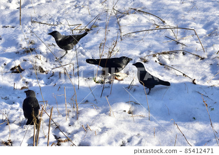 A flock of jackdaws looking for food on the ground. A flock of jackdaws looking for food on the ground. 85412471