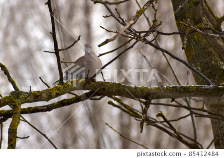 A dove, a turtledove, resting on a tree branch. 85412484