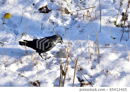A large bird jackdaw is looking for food on the ground. 85412485