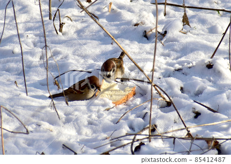 Two sparrows rummage in the snow on the ground in search of food. Two sparrows rummage in the snow on the ground in search of food. 85412487