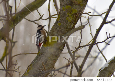 The red-headed woodpecker searches for larvae in the trunk of a tree. 85412488