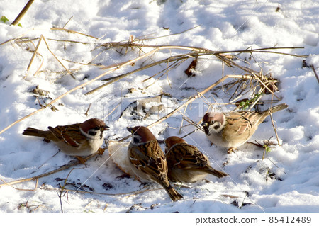 A flock of sparrows rummages in the snow on the ground in search of food. 85412489