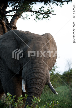 Portrait of an elephant in kruger nationalpark 85412506