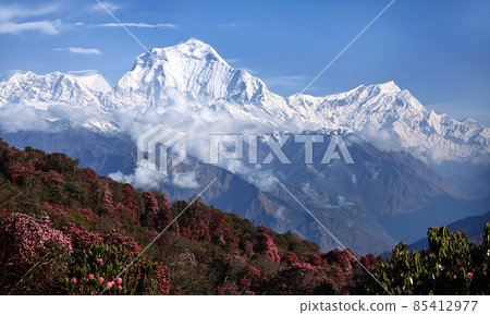 Amazing view with a blossoming rhododendron against the backdrop of snowy peaks of the Himalayas 85412977