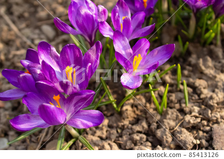 Close up view of flowering purple crocuses as trendy background. Early spring flowers - crocus sativus 85413126