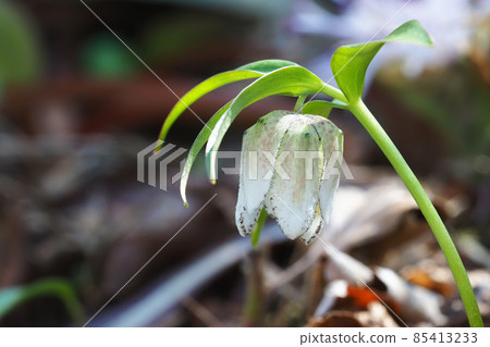 Coshino novo flower Coshino novo flower 85413233