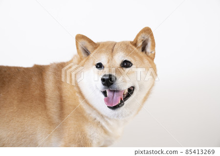 爆笑柴犬 85413269