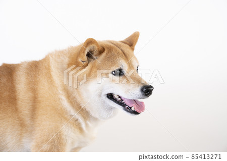 Bust up of smiling Shiba Inu 85413271