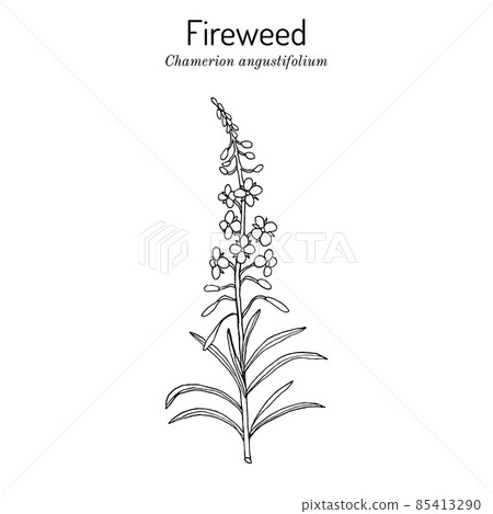 Chamerion angustifolium, fireweed, rosebay willow-herb Chamerion angustifolium, fireweed, rosebay willow-herb 85413290