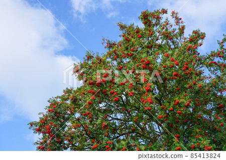 ripe berries of red mountain ash on a branches with green leaves ripe berries of red mountain ash on a branches with green leaves 85413824