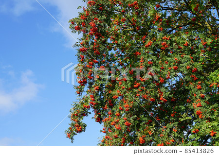 ripe berries of red mountain ash on a branches with green leaves ripe berries of red mountain ash on a branches with green leaves 85413826