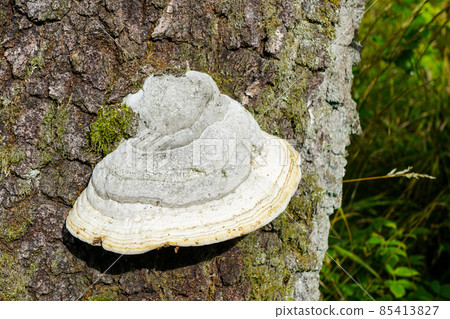 white polypore on tree trunk with large fruiting body with pores or tubes on the underside white polypore on tree trunk with large fruiting body with pores or tubes on the underside 85413827