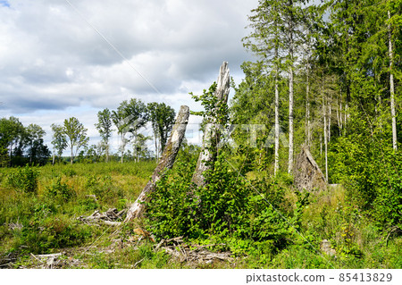 wooded landscape in central europe during the summer wooded landscape in central europe during the summer 85413829