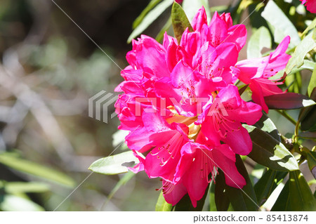 Rhododendron flower 85413874