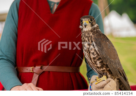 Trained falcon sitting on woman hand at historical festival 85414154