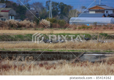 南國市的帶頭起重機 85414162