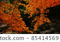 Miyajima Autumn leaves 85414569