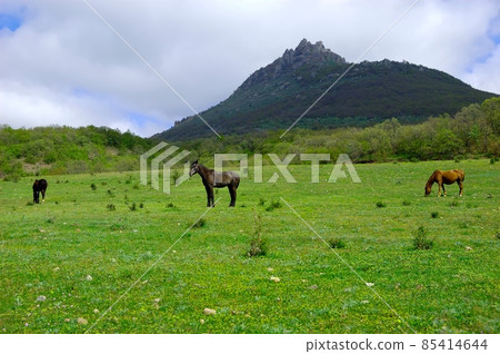 Rural landscape with horses being grazed on a pasture in Crimea mountain range. Ukraine.  85414644