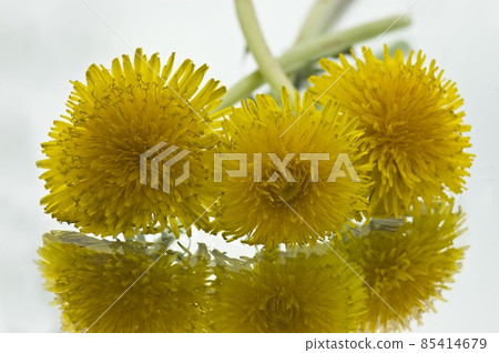 yellow dandelion on a white background 85414679