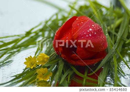 Beautiful yellow and red tulip in spring 85414680