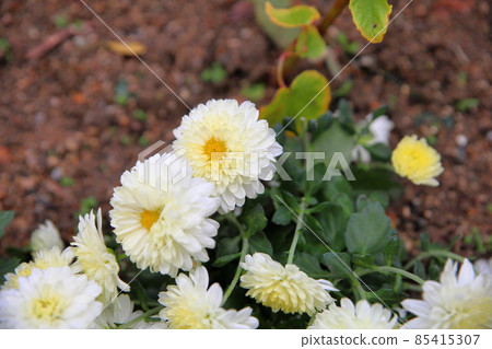 Belgian mum flower Belgian mum flower 85415307