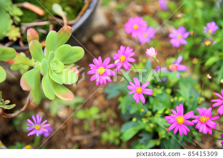 Brachikam's flower Brachikam's flower 85415309