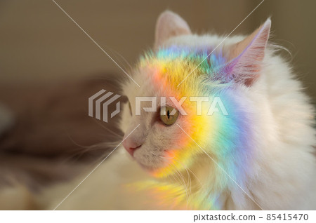 A white fluffy cat lies in the bedroom with a rainbow on its face. 85415470