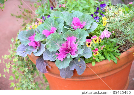 哈伯坦花 85415490