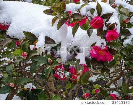 Camellia snow Camellia snow 85415583