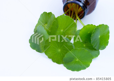 Fresh green centella asiatica leaves in brown bottle on white background. 85415805