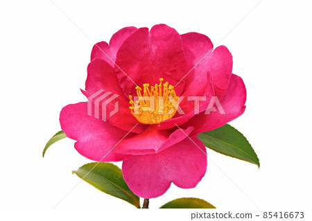 [Sasanqua] (Depth synthesis) 85416673