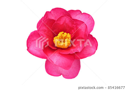 [Sasanqua] (Depth synthesis) 85416677