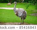 Ostrich Walking at the zoo in Singapore 85416843