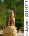 Meerkat Back at the zoo Singapore 85416845