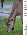 Young Deer Is Eating Grass 85416846