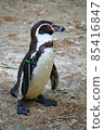 Funny Penguin Flapping Its Wings 85416847
