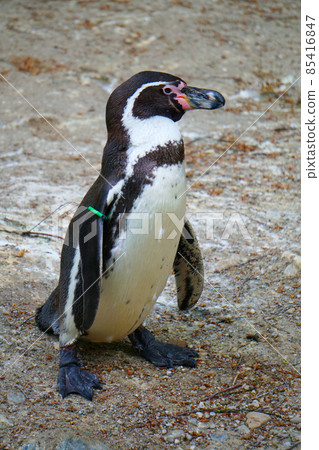 Funny Penguin Flapping Its Wings Funny Penguin Flapping Its Wings 85416847