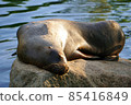 Seal Sleeping On The Rock 85416849