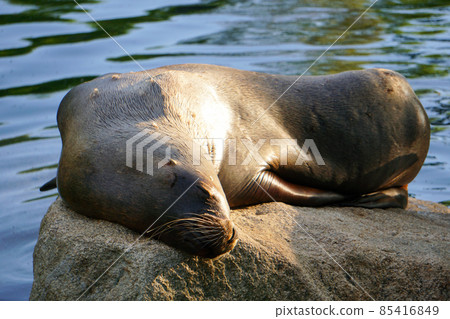 Seal Sleeping On The Rock Seal Sleeping On The Rock 85416849