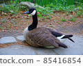 Black Goose Looking At Camera 85416854