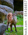 Goat looking at camera in the zoo 85416857