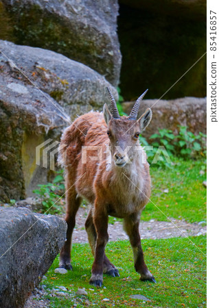 Goat looking at camera in the zoo 85416857