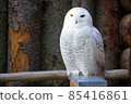 Snowy Owl Bubo Scandiacus in the zoo Singapore 85416861