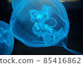 Blue Jellyfish in the dark water 85416862