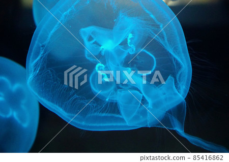 Blue Jellyfish in the dark water Blue Jellyfish in the dark water 85416862